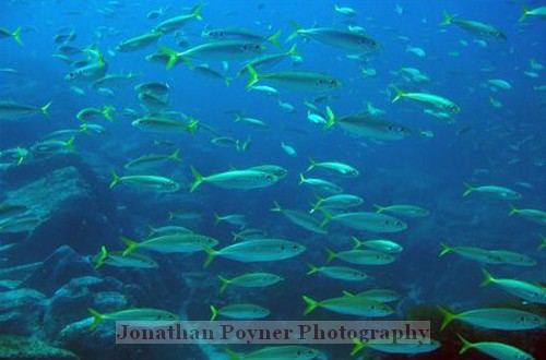 Yellowtail